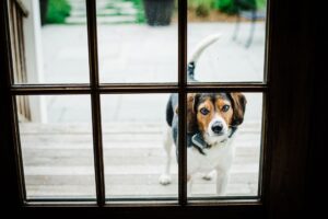 Pilcher Family - Quarantine Time